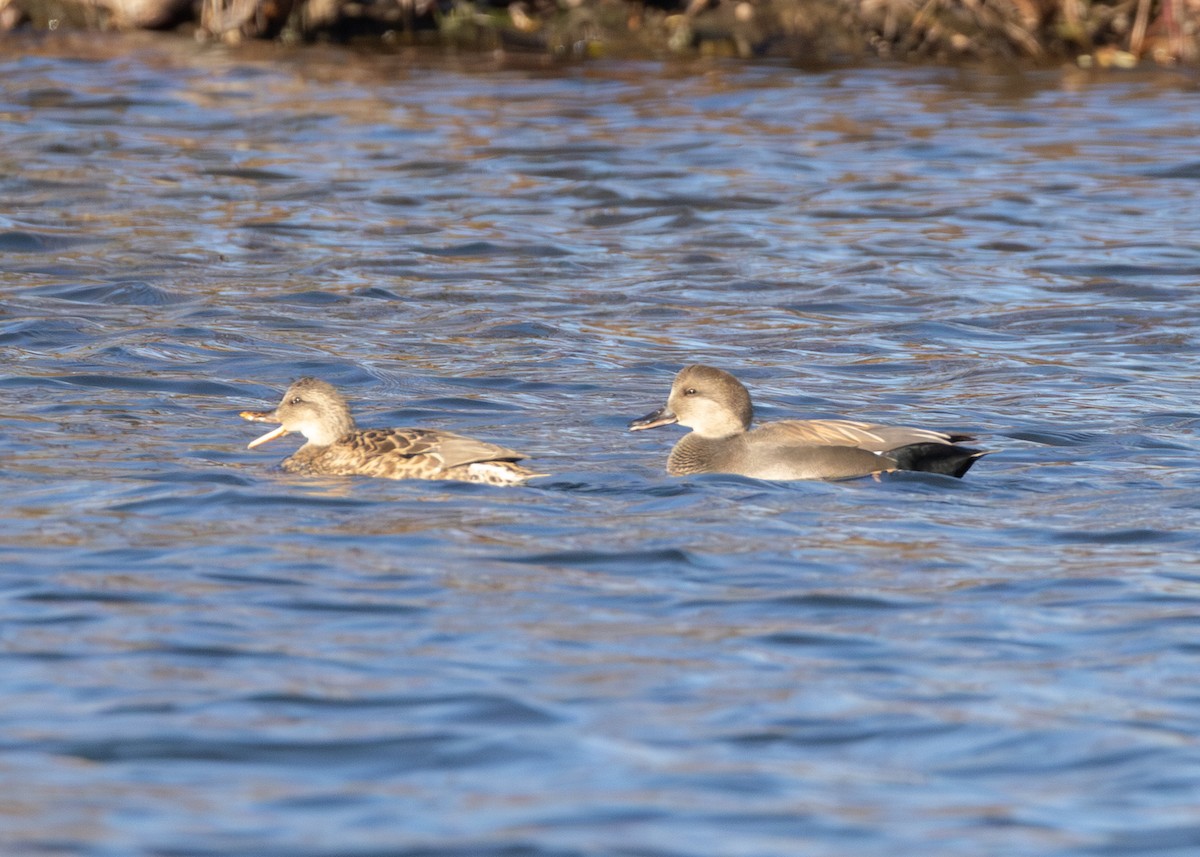 kopřivka obecná - ML645419905