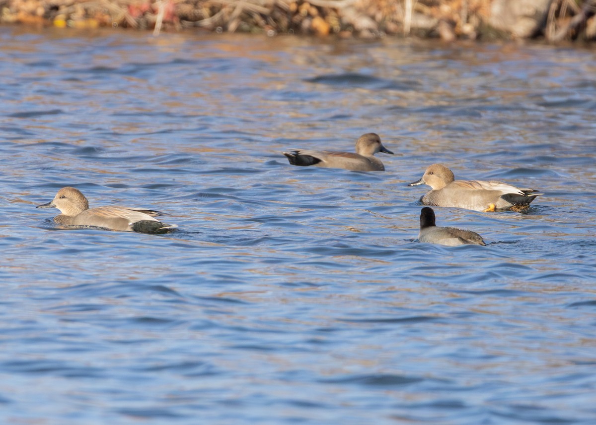 kopřivka obecná - ML645419907