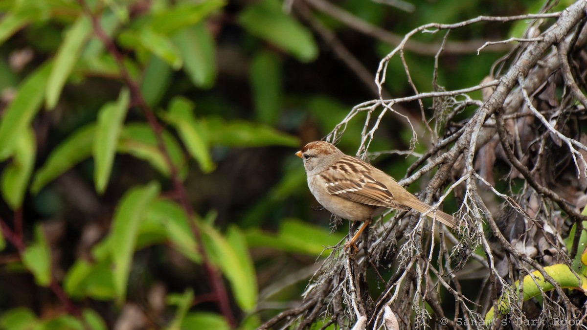 White-crowned Sparrow - ML645419912