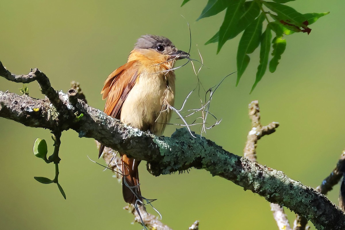 Crested Becard - ML645419917