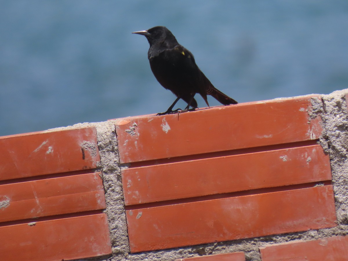Yellow-winged Blackbird - ML645419921