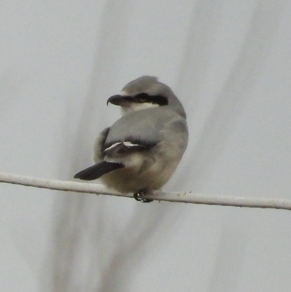 ťuhýk severní - ML645419922