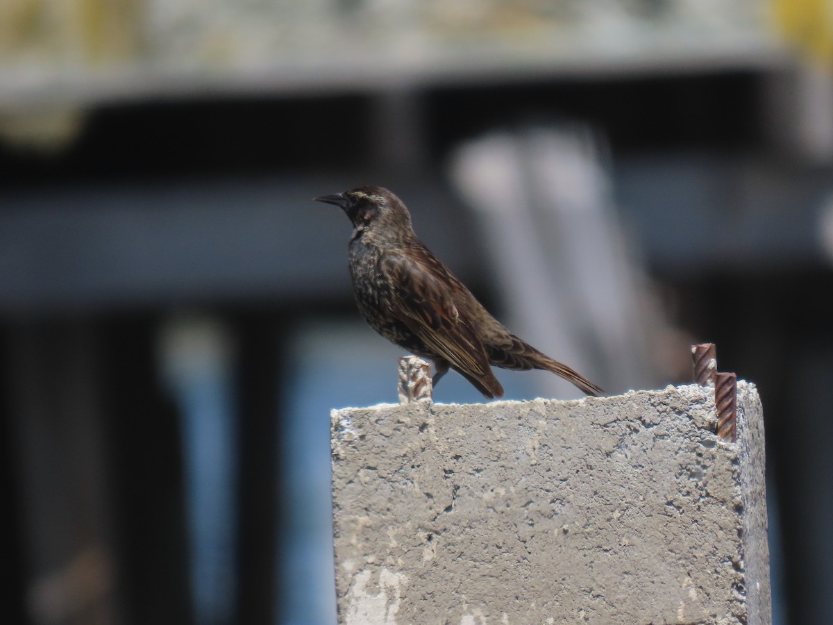 Yellow-winged Blackbird - ML645419923