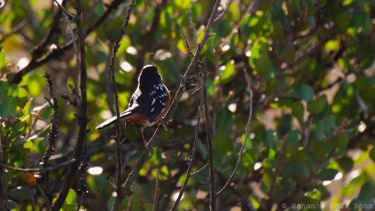 Spotted Towhee - ML645419924