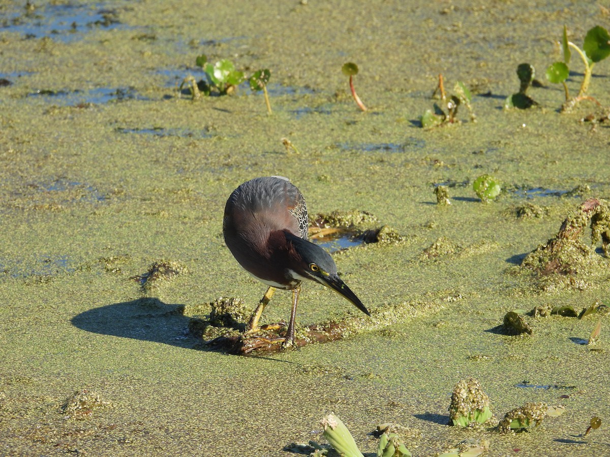 Green Heron - ML645419925