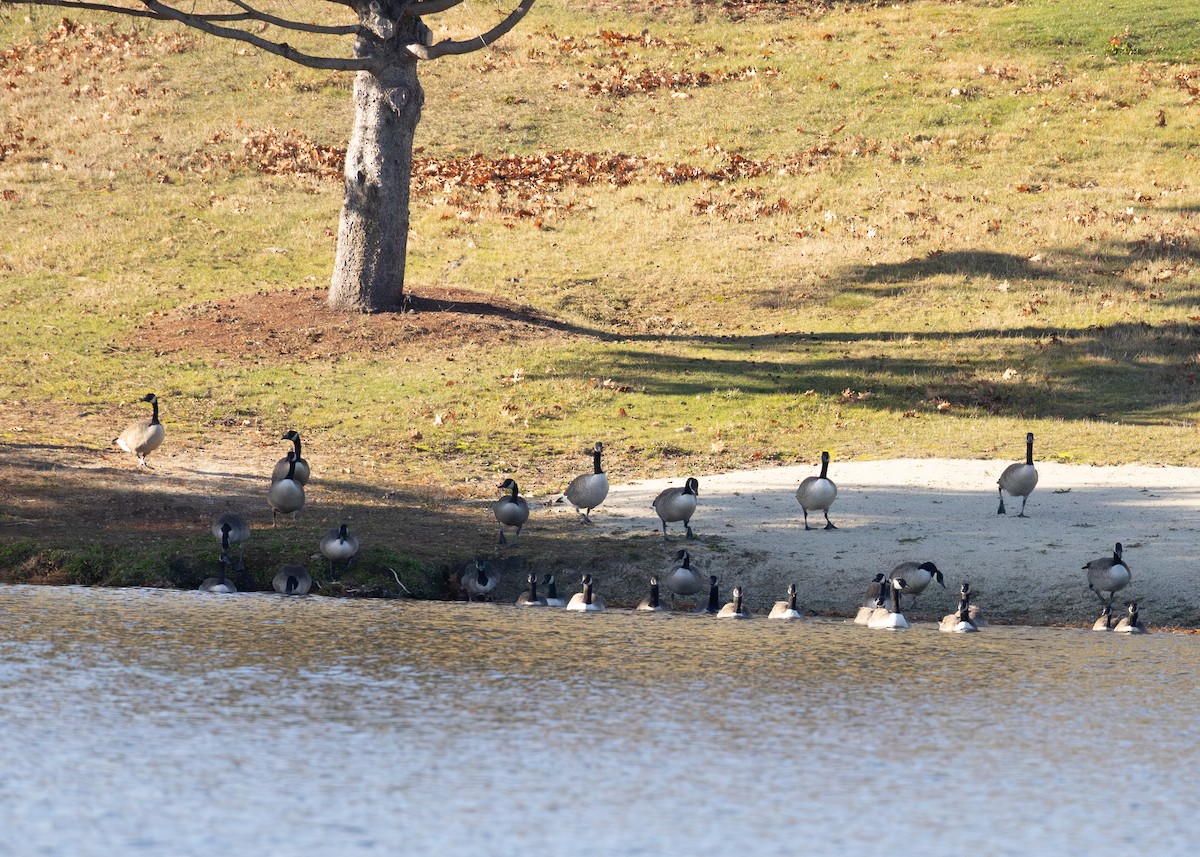 Kanada Kazı - ML645419929