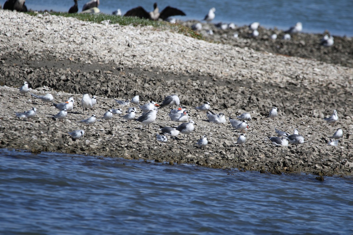 Forster's Tern - ML645419935