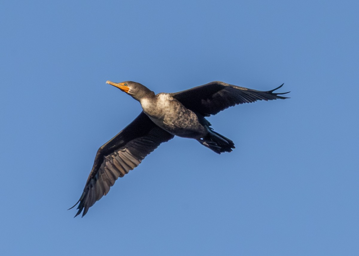 Kulaklı Karabatak - ML645419944