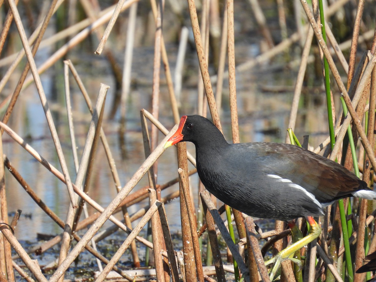 Uroilo amerikarra - ML645419951