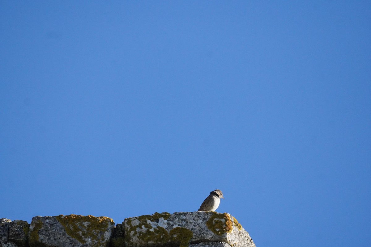 Dunnock - ML645419966