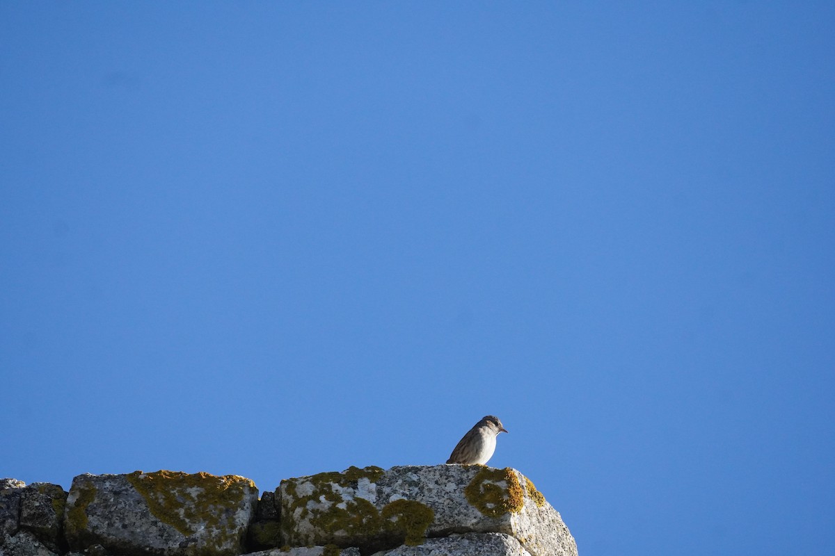 Dunnock - ML645419967