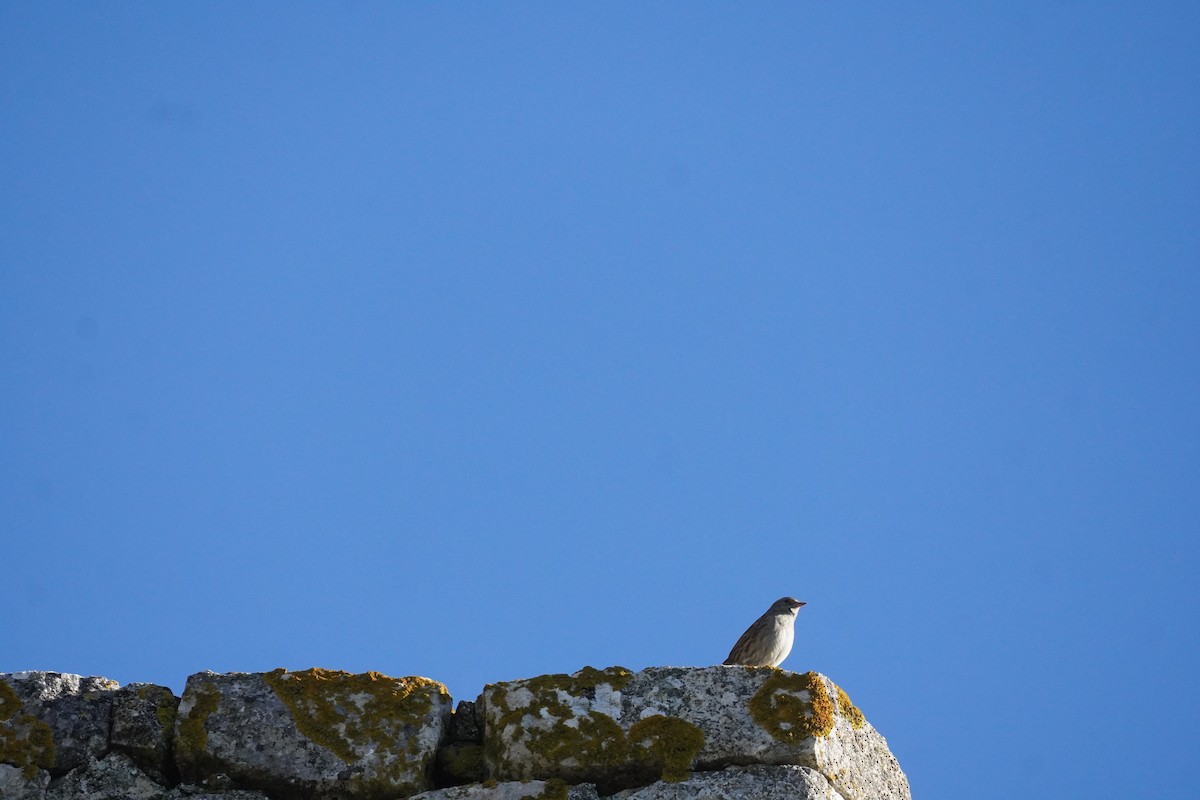Dunnock - ML645419968