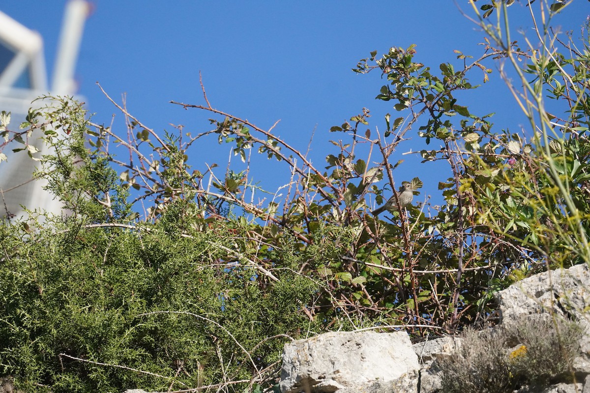 Dunnock - ML645419969