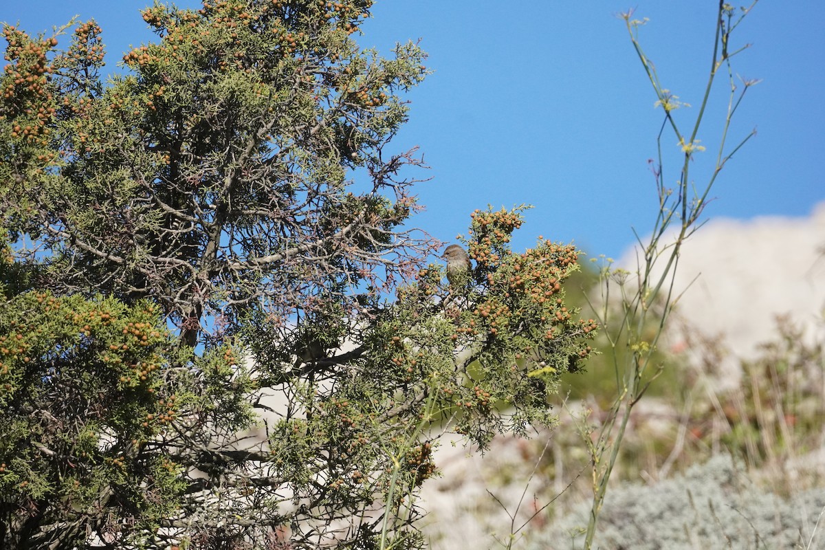 Dunnock - ML645419970
