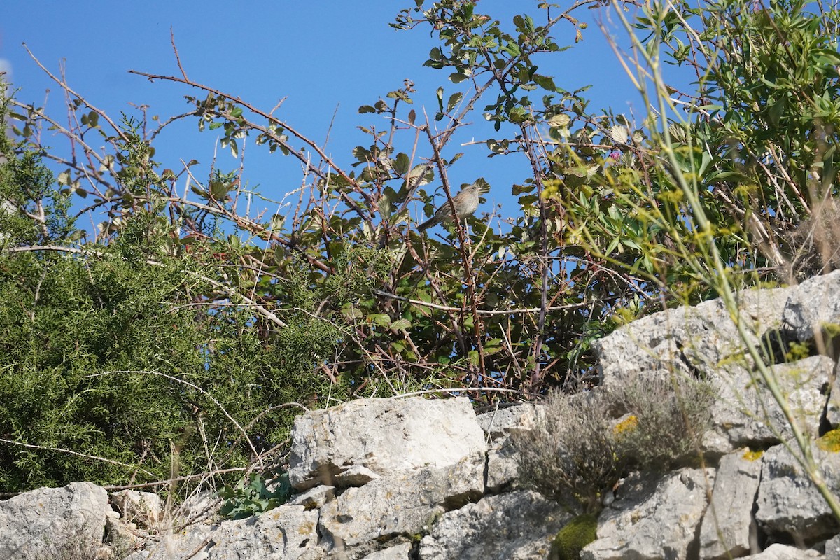 Dunnock - ML645419971