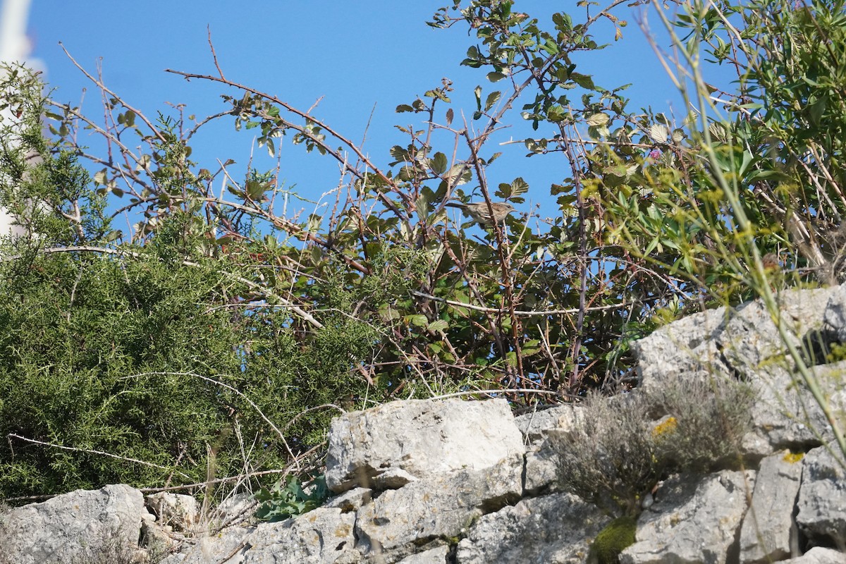 Dunnock - ML645419973