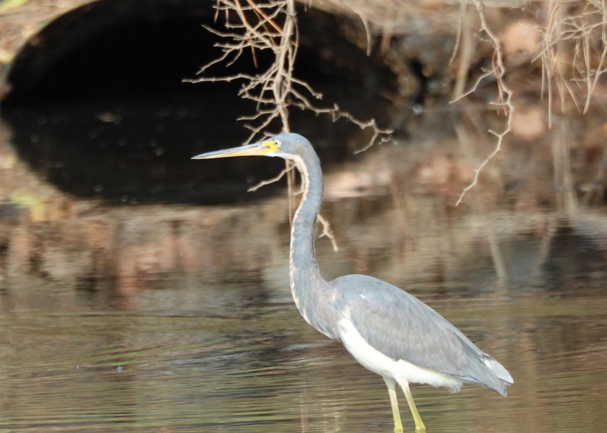 Tricolored Heron - ML645419974