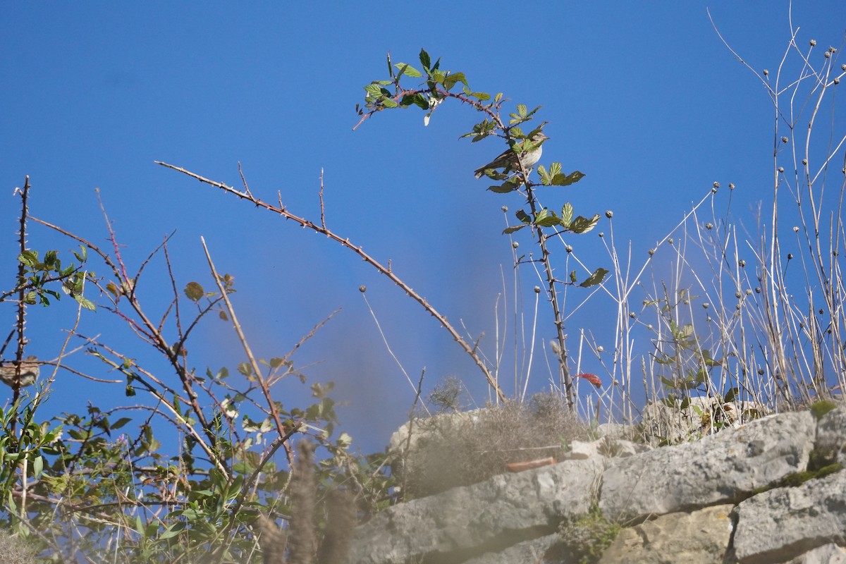 Dunnock - ML645419975