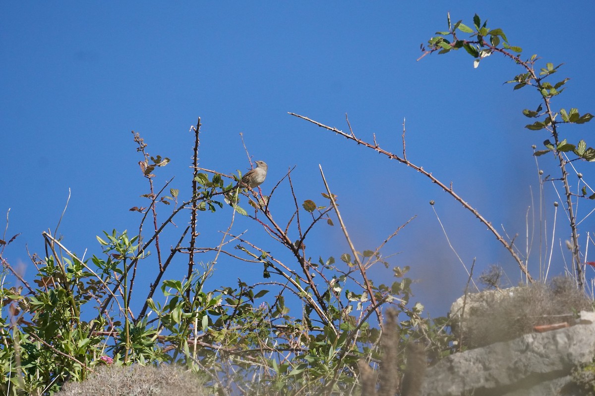 Dunnock - ML645419976