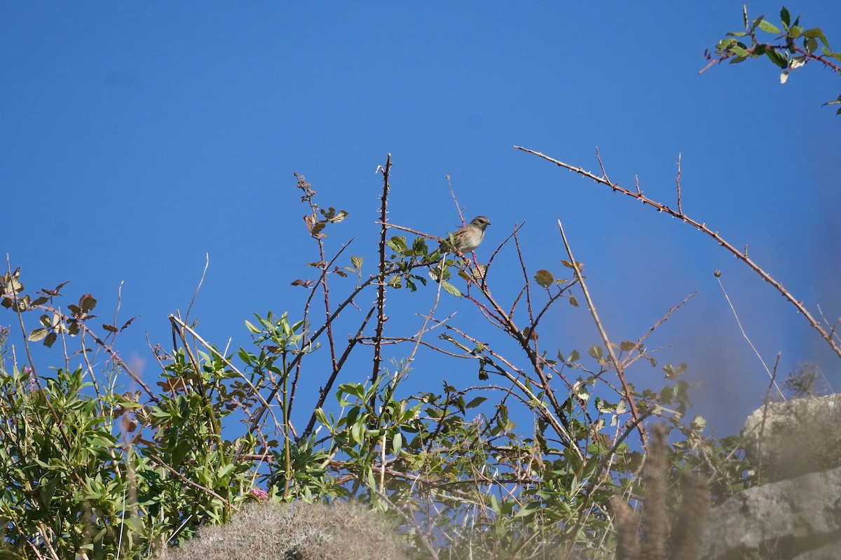 Dunnock - ML645419977