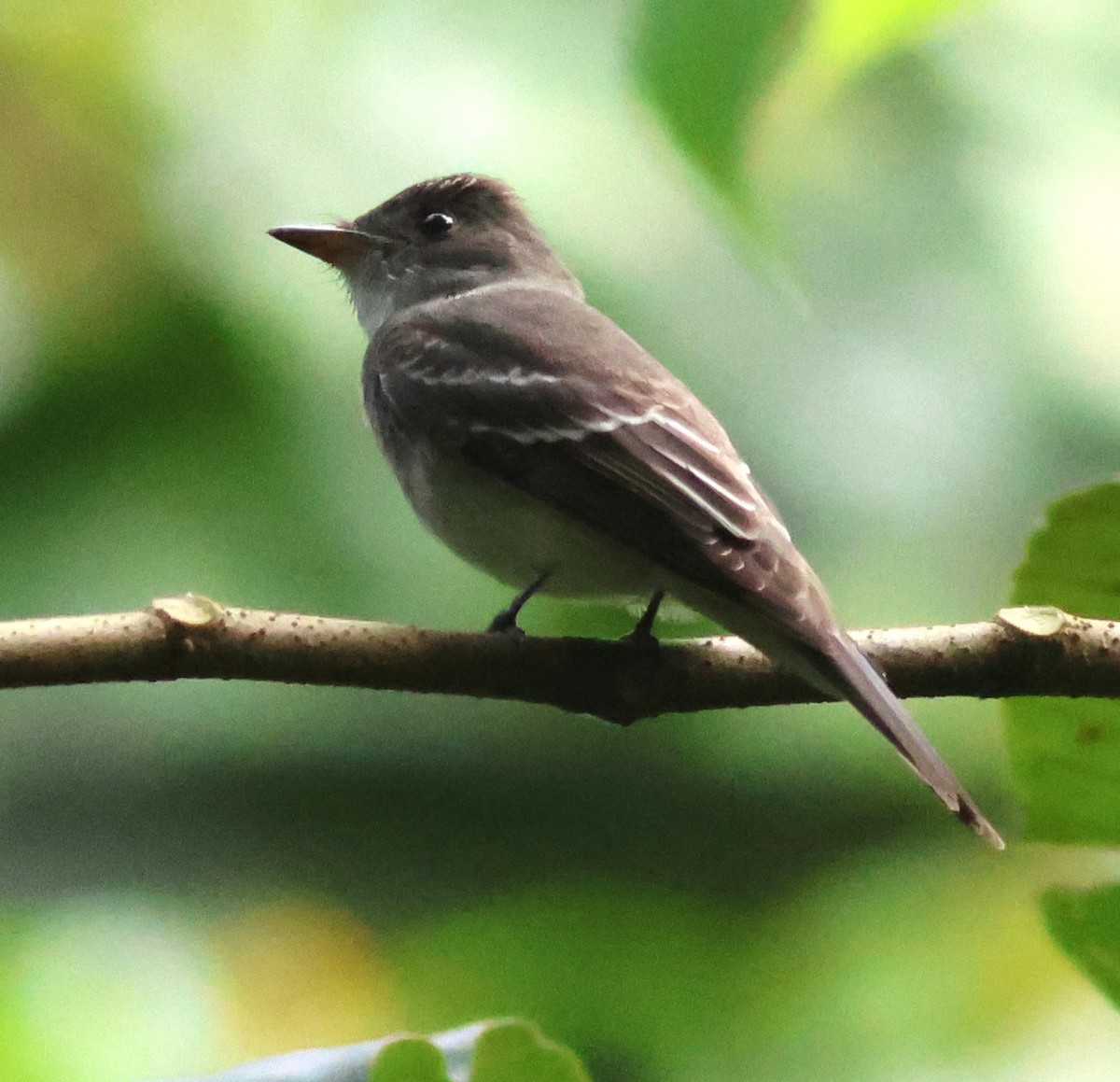 Восточный пиви - ML645419980