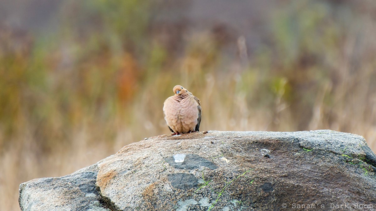 Mourning Dove - ML645419983