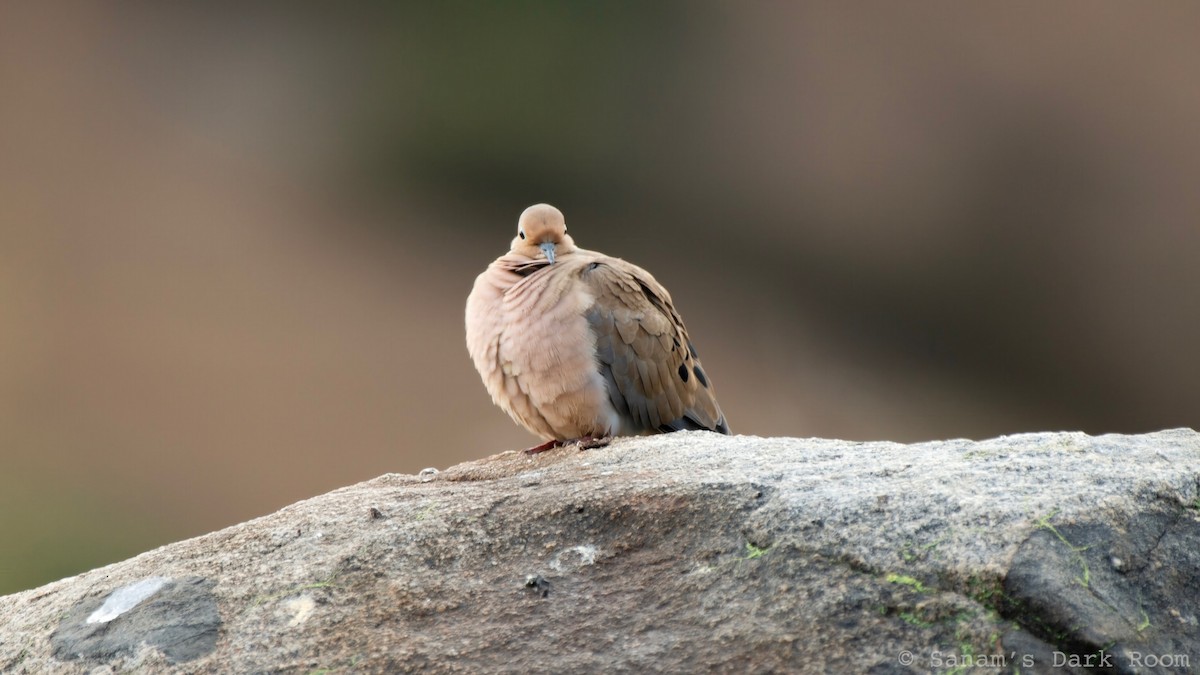 Mourning Dove - ML645419987