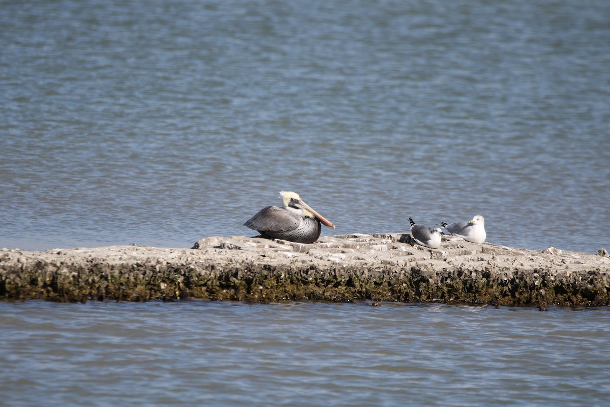 Brown Pelican - ML645419993