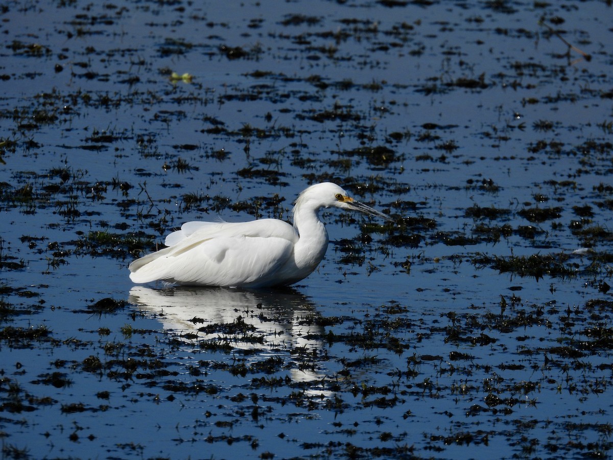 Snowy Egret - ML645419995