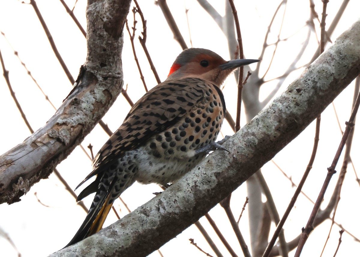 Northern Flicker - ML645420003