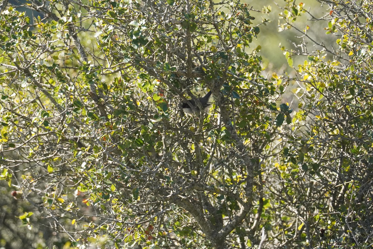 Sardinian Warbler - ML645420004