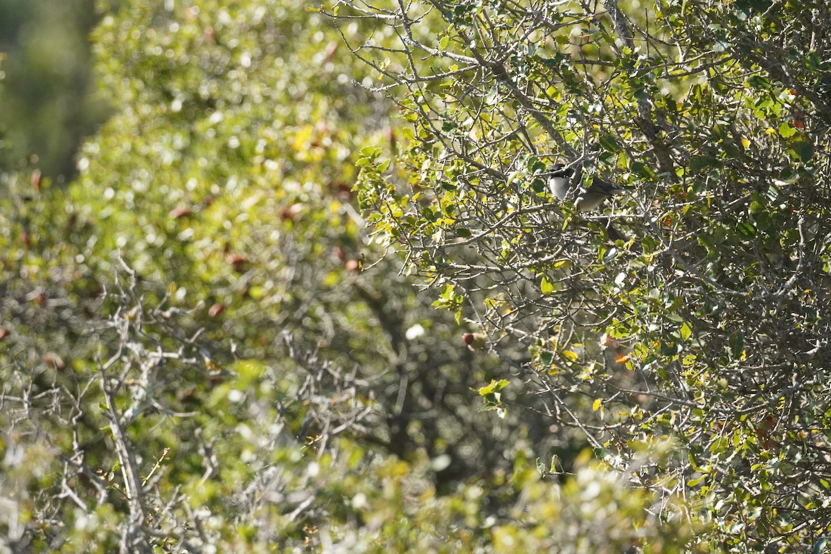 Sardinian Warbler - ML645420005