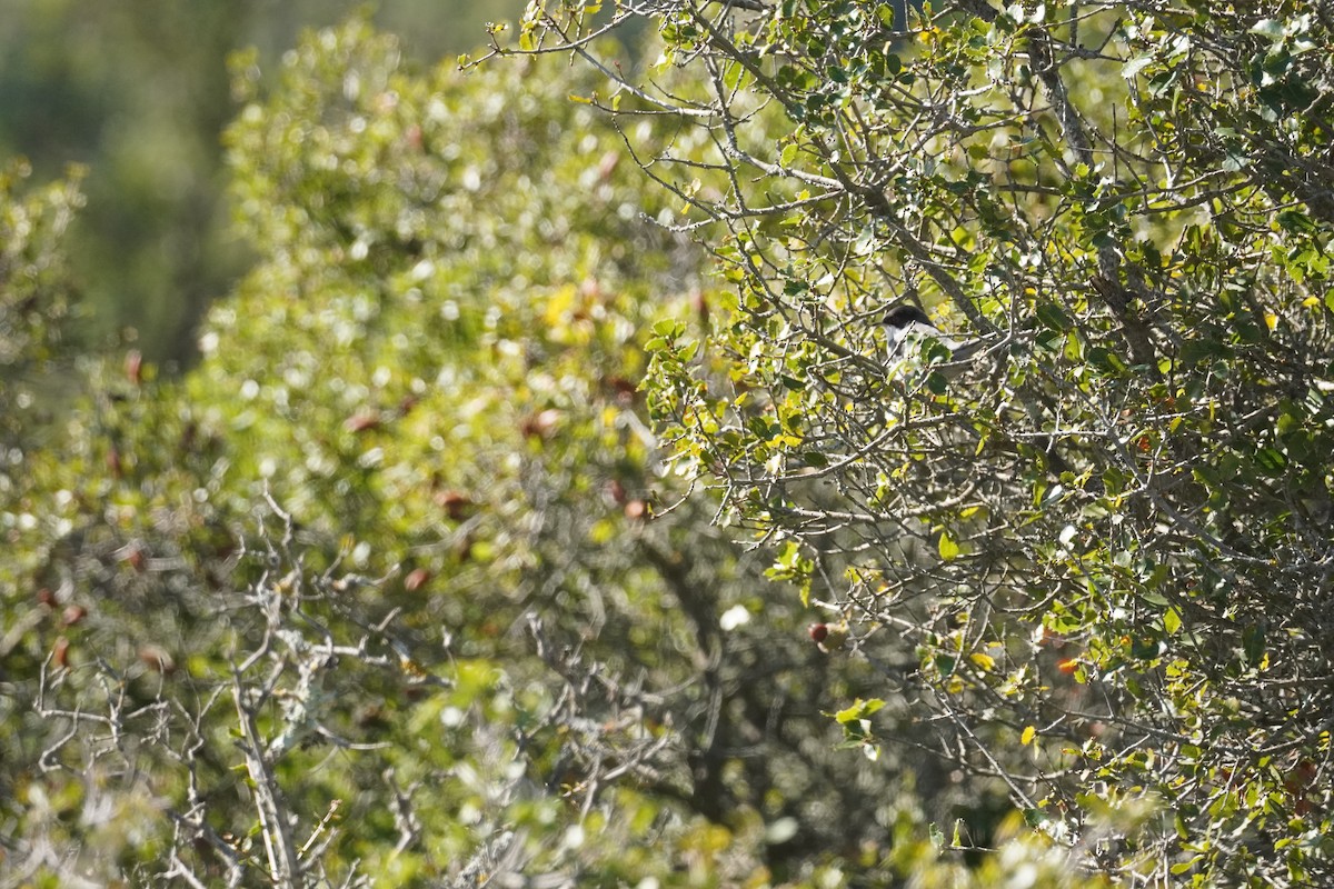 Sardinian Warbler - ML645420006