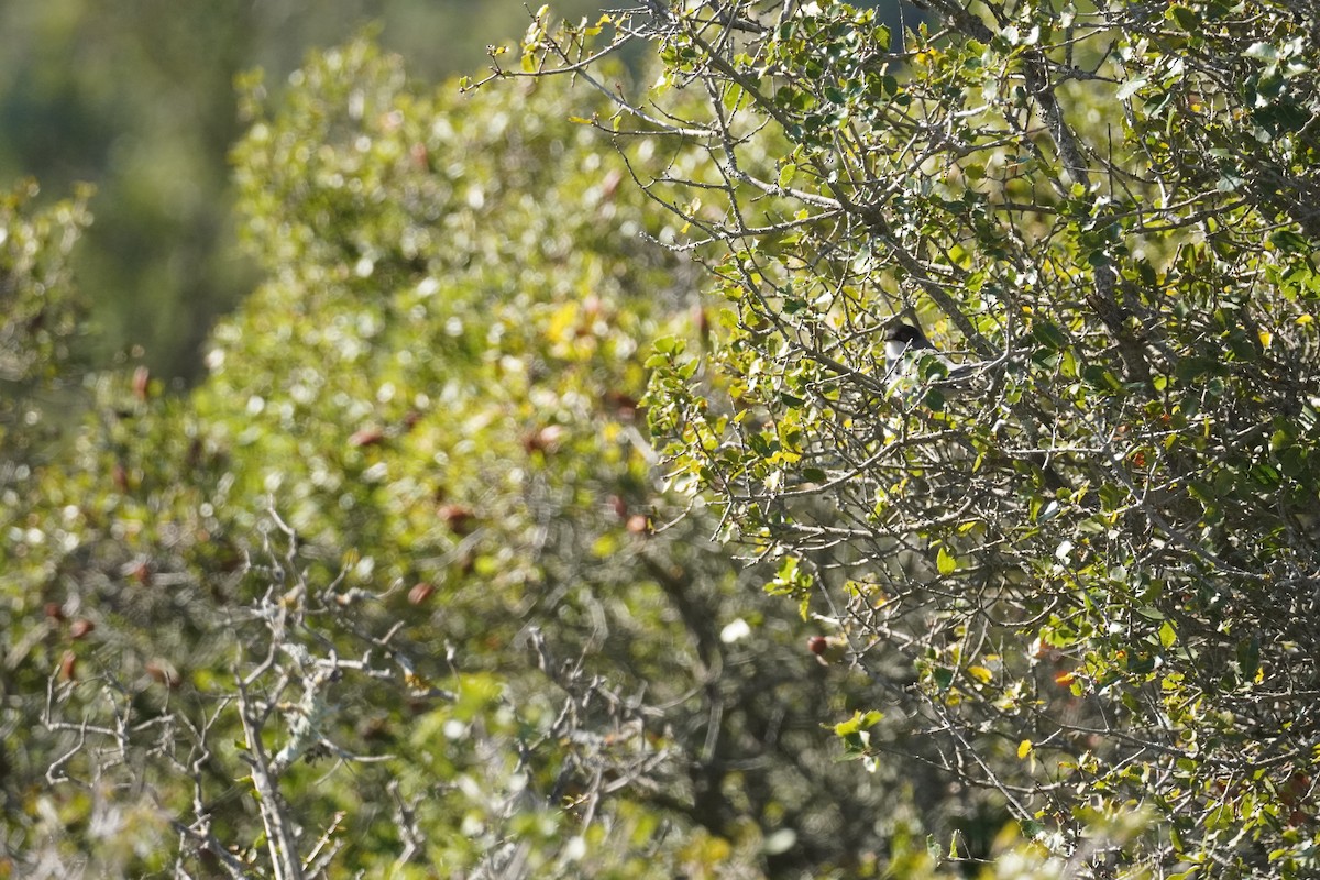 Sardinian Warbler - ML645420007