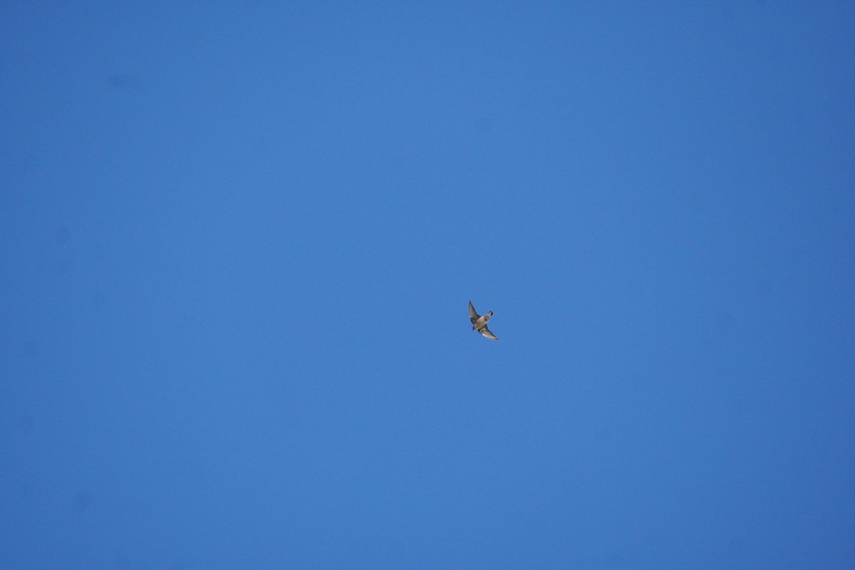 Eurasian Crag-Martin - ML645420016