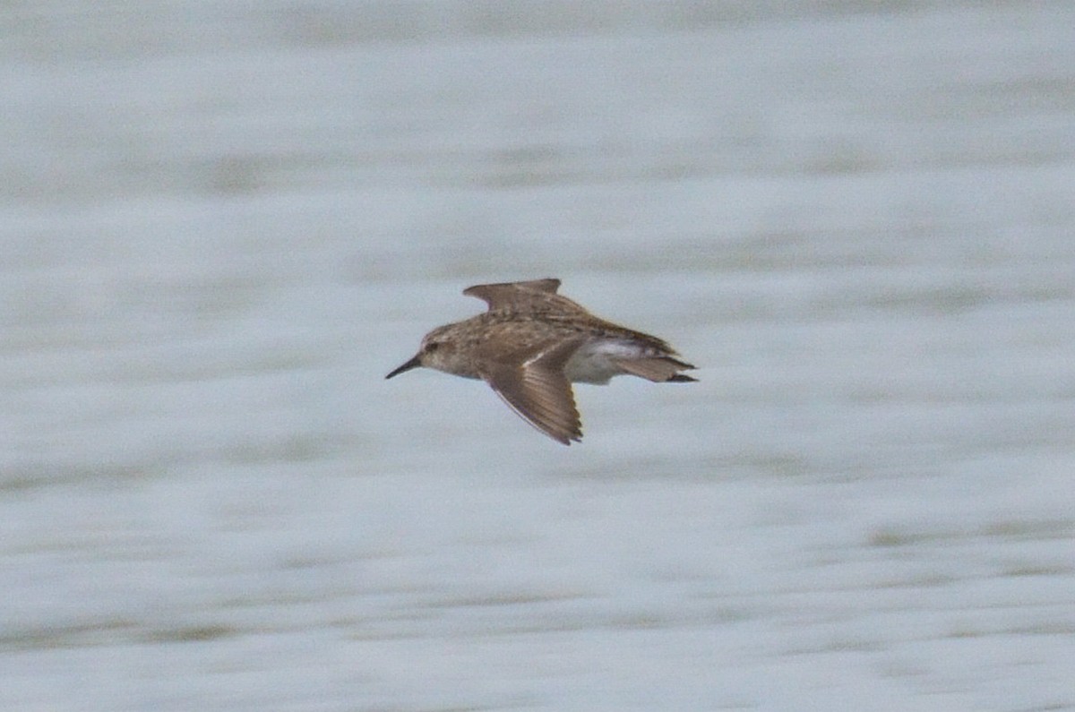 Semipalmated Sandpiper - ML645420019