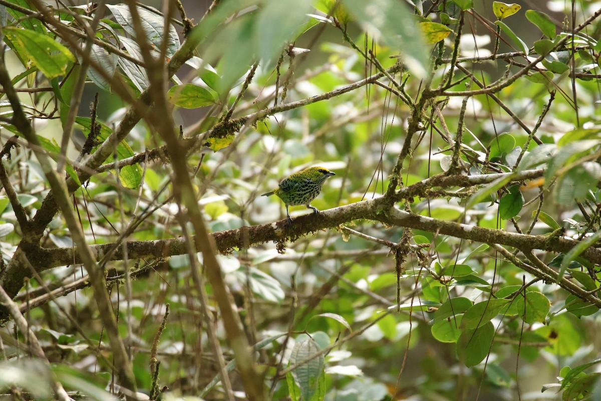 Speckled Tanager - ML645420020