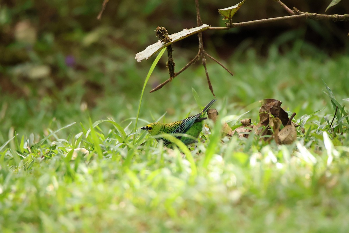 Speckled Tanager - ML645420021