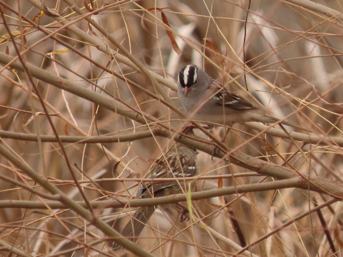 White-crowned Sparrow - ML645420022