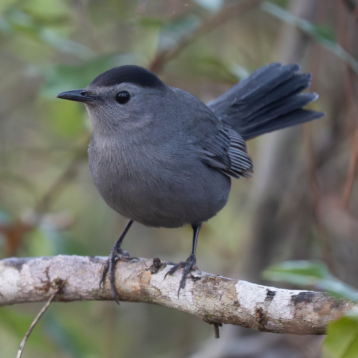 Gray Catbird - ML645420023