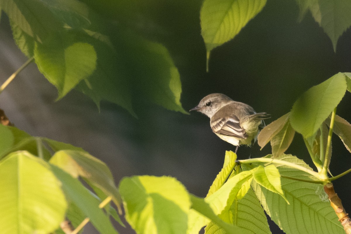 Myiothlypis sp. - ML645420024