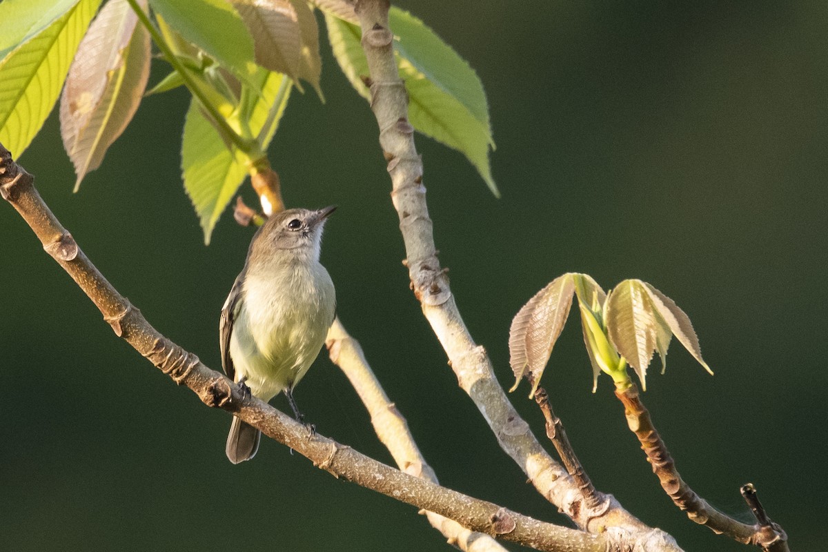 Myiothlypis sp. - ML645420025