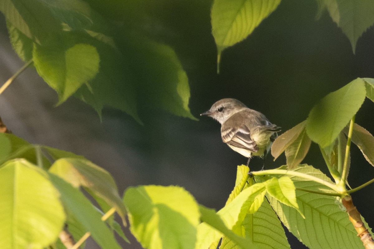 Myiothlypis sp. - ML645420026