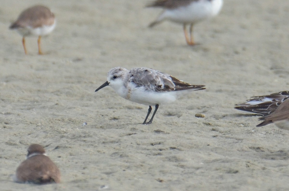 Sanderling - ML645420027