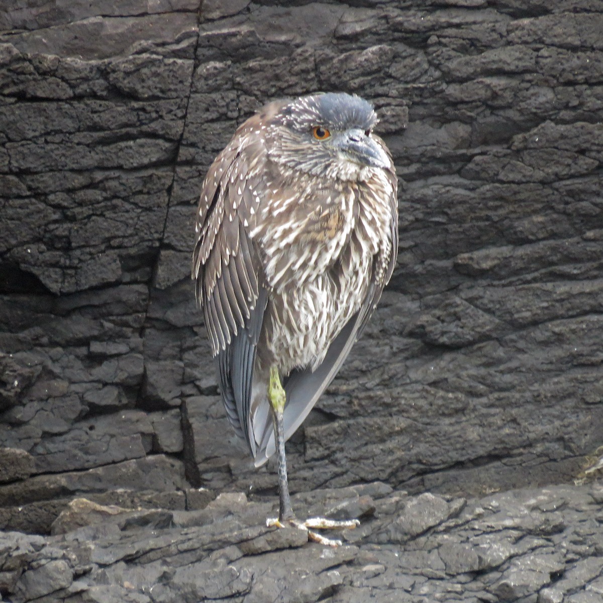 Yellow-crowned Night Heron - ML645420028