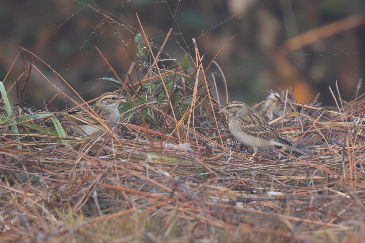 Chipping Sparrow - ML645420029