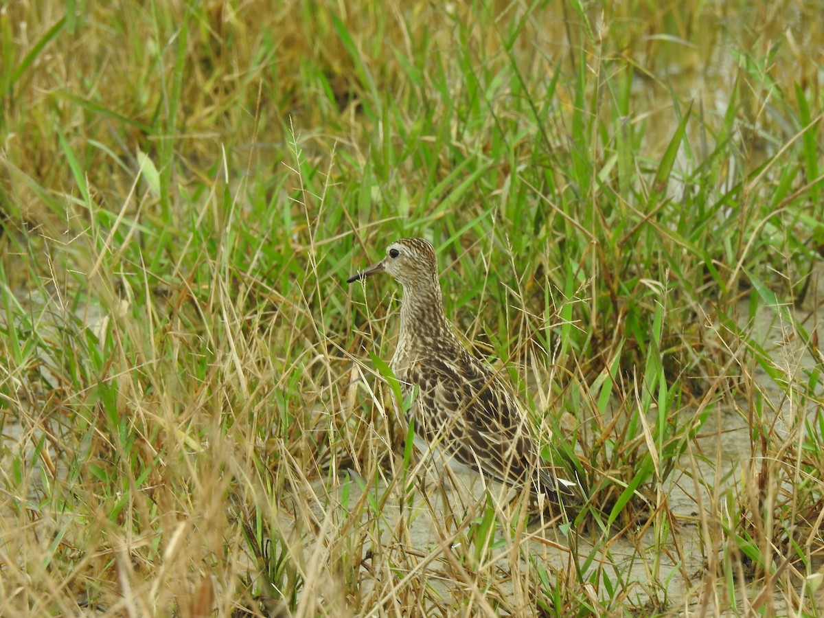 Pectoral Sandpiper - ML645420030