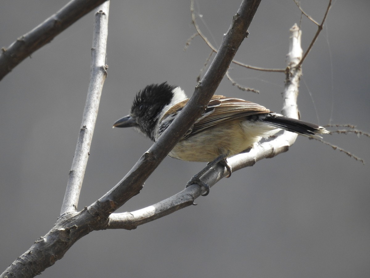 Collared Antshrike - ML645420031