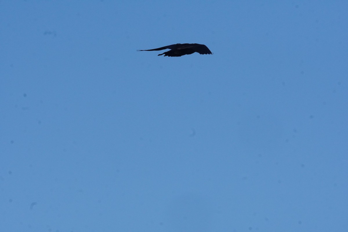 Common Raven - ML645420032