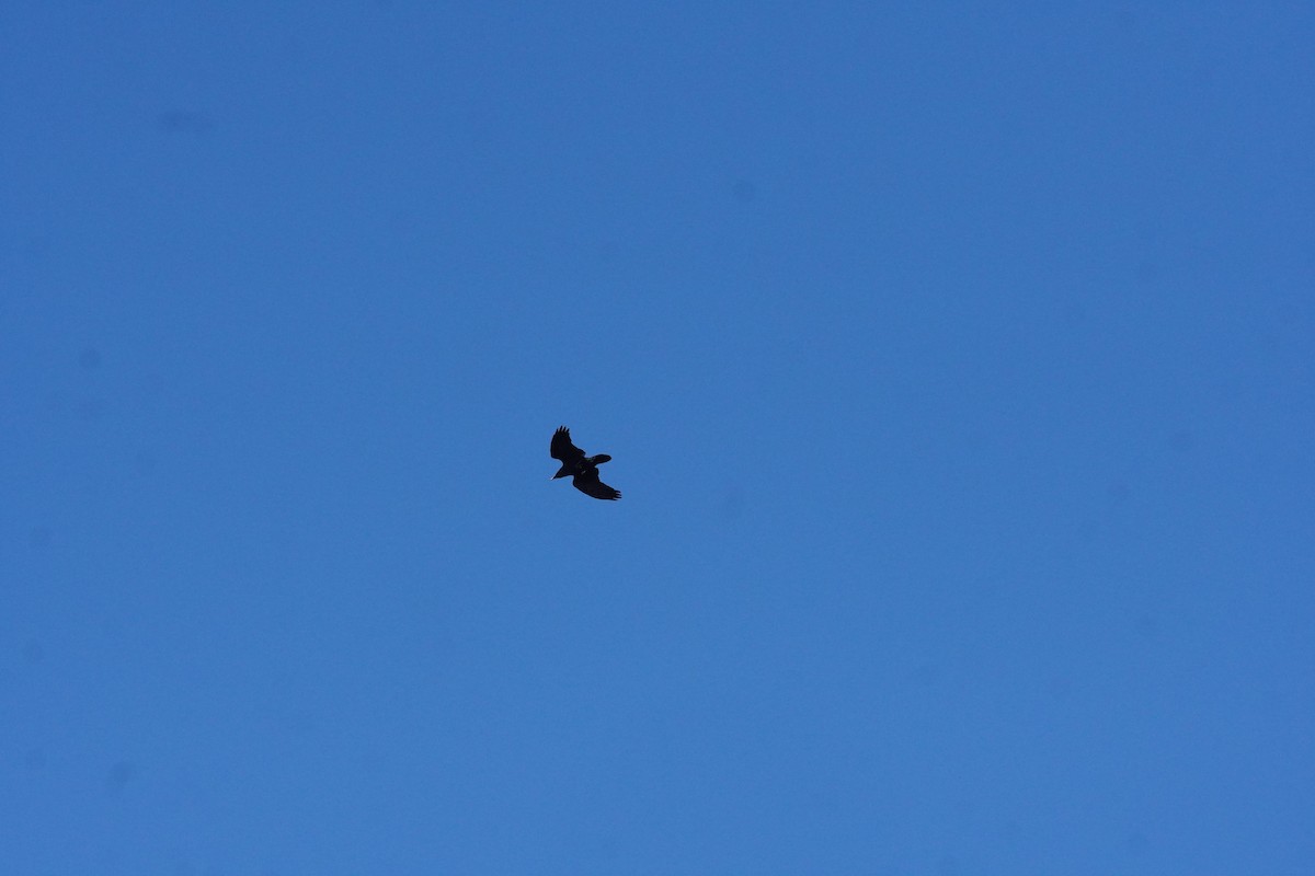 Common Raven - ML645420033